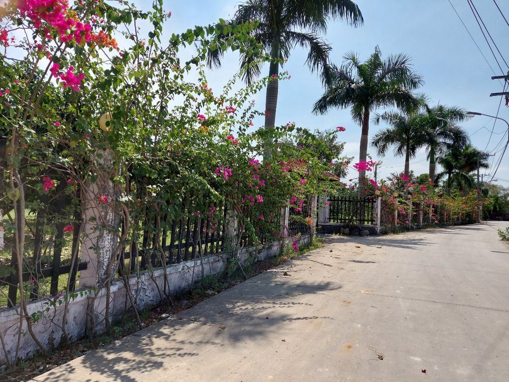Đường quê rợp hoa giấy